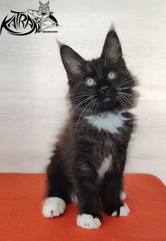 Katran Kilroy - Kitten maine-coon 2 months