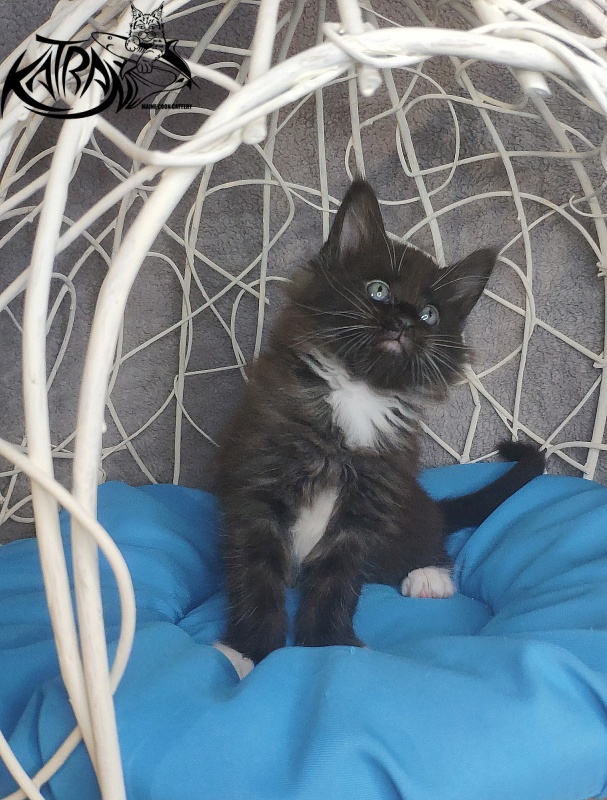 Katran Kilroy - Kitten maine-coon 1 month 1.5 week