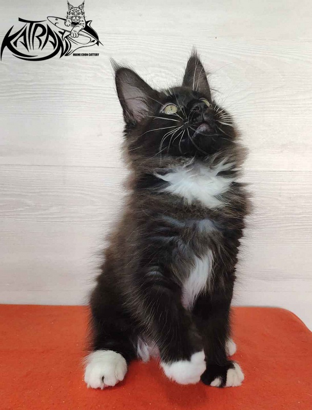 Katran Kilroy - Kitten maine-coon 2 months