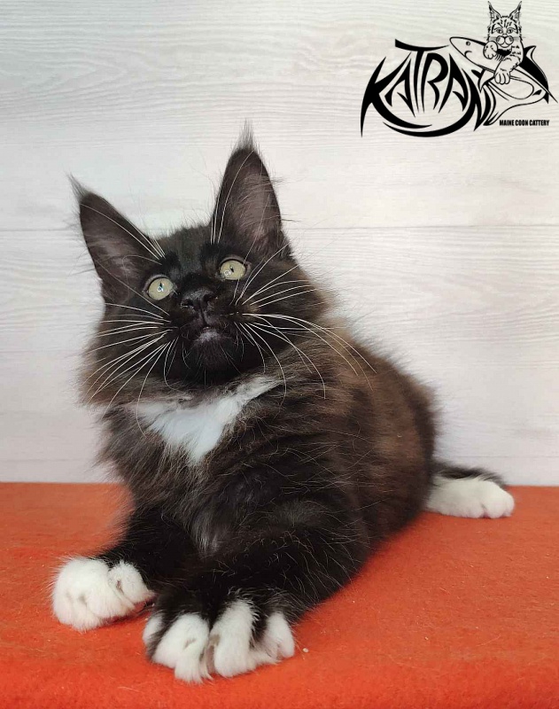 Katran Kilroy - Kitten maine-coon 2 months