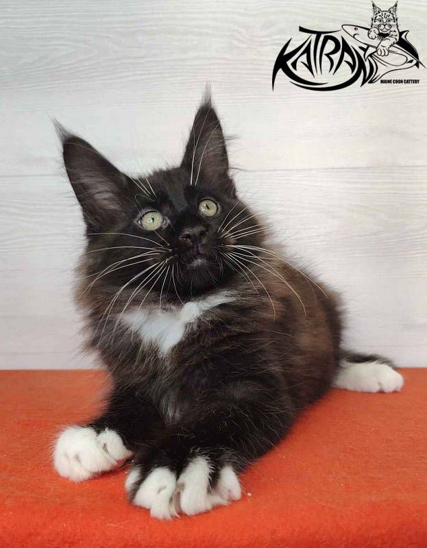 Katran Kilroy - Kitten maine-coon 2 months