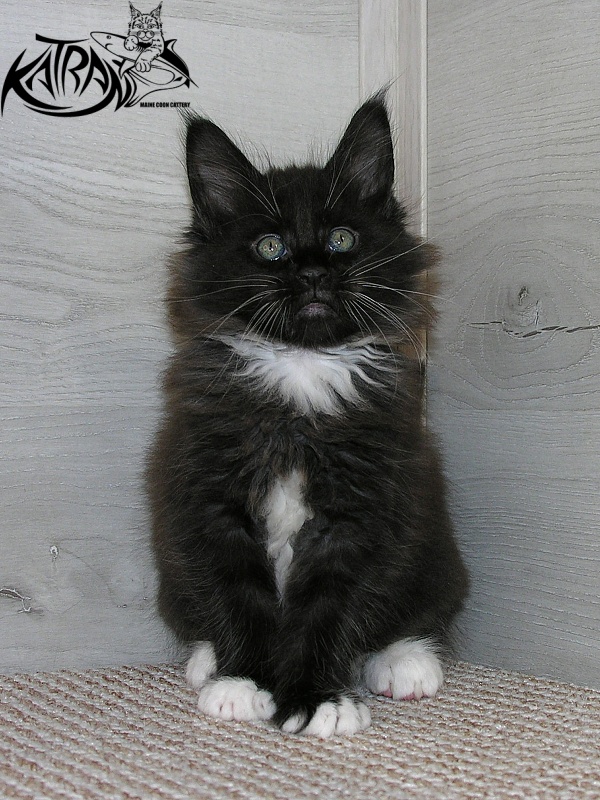 Katran Kilroy - Kitten maine-coon 1 month 2.5 weeks