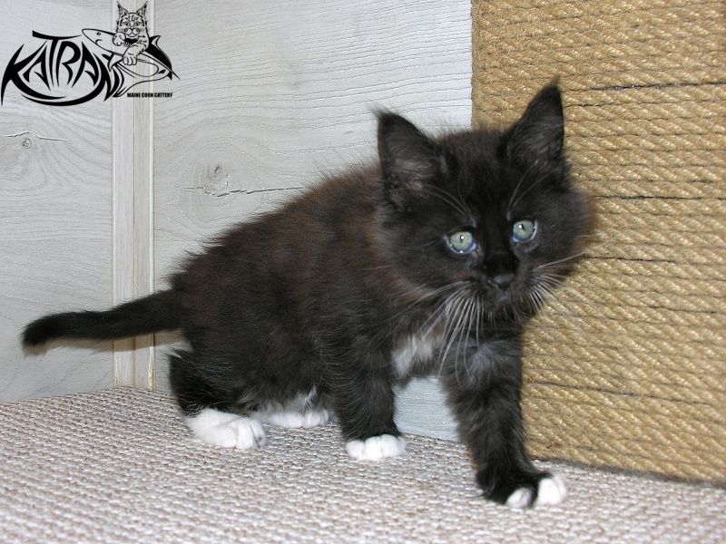 Katran Kilroy - Kitten maine-coon 1 month 2.5 weeks