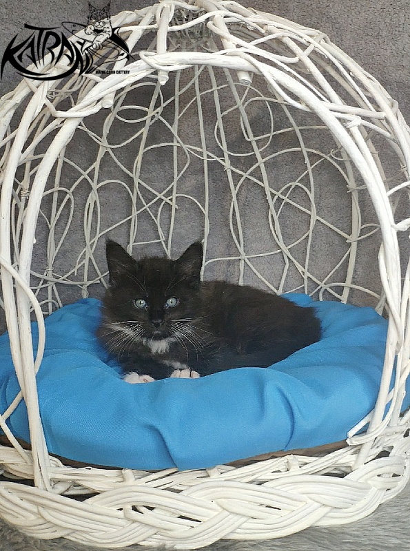 Katran Kilroy - Kitten maine-coon 1 month 1.5 week