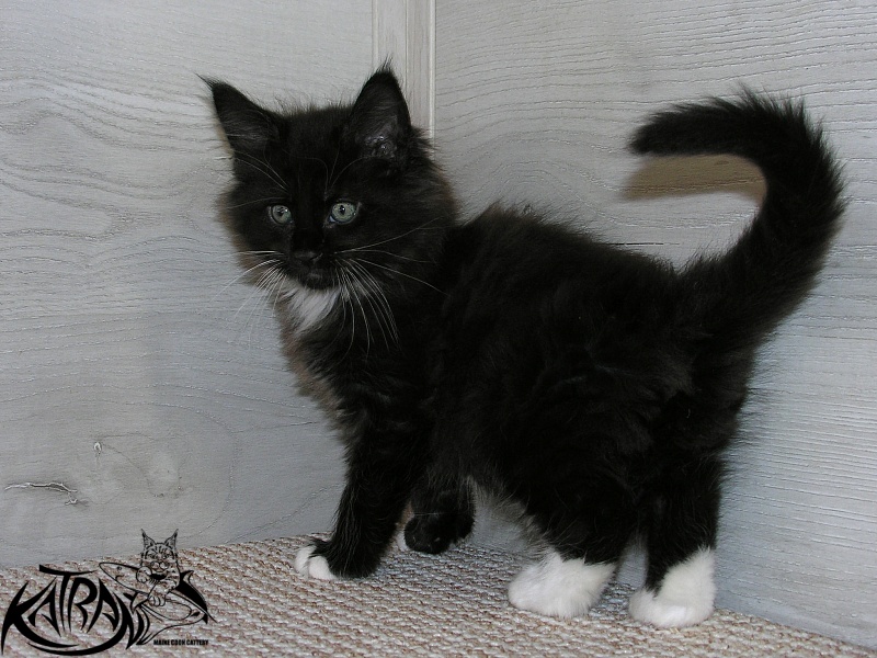 Katran Kilroy - Kitten maine-coon 1 month 2.5 weeks