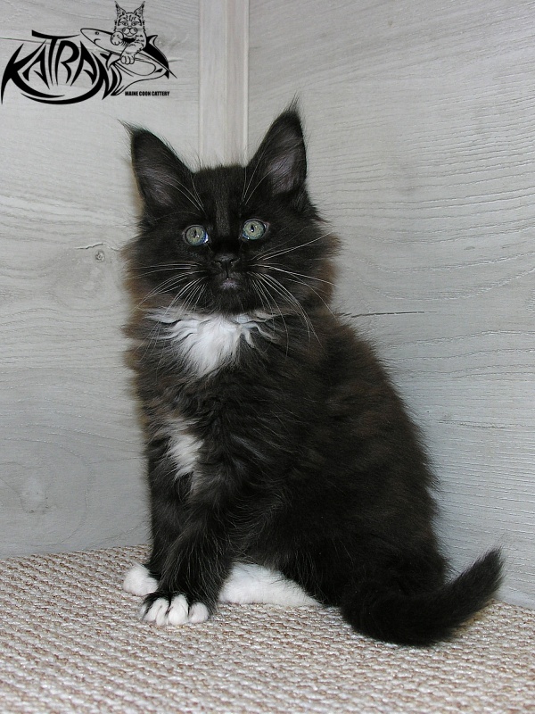 Katran Kilroy - Kitten maine-coon 1 month 2.5 weeks