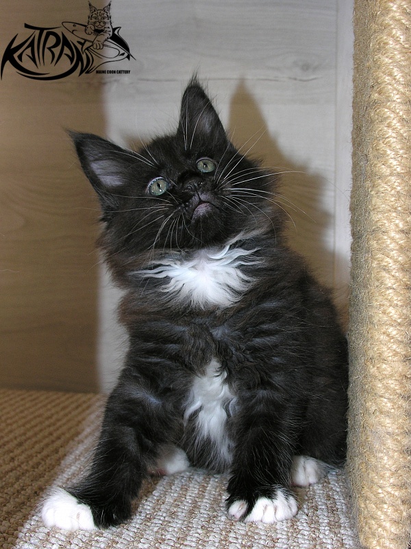 Katran Kilroy - Kitten maine-coon 1 month 2.5 weeks