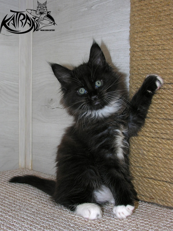 Katran Kilroy - Kitten maine-coon 1 month 2.5 weeks
