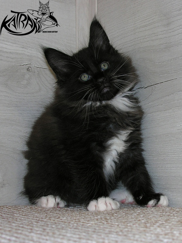 Katran Kilroy - Kitten maine-coon 1 month 2.5 weeks