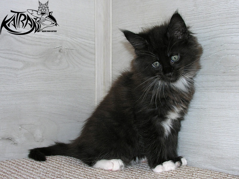 Katran Kilroy - Kitten maine-coon 1 month 2.5 weeks