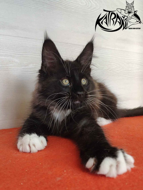 Katran Kilroy - Kitten maine-coon 2 months