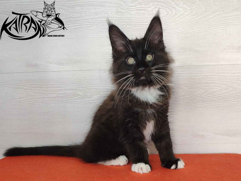 Katran Kilroy - Kitten maine-coon 2 months
