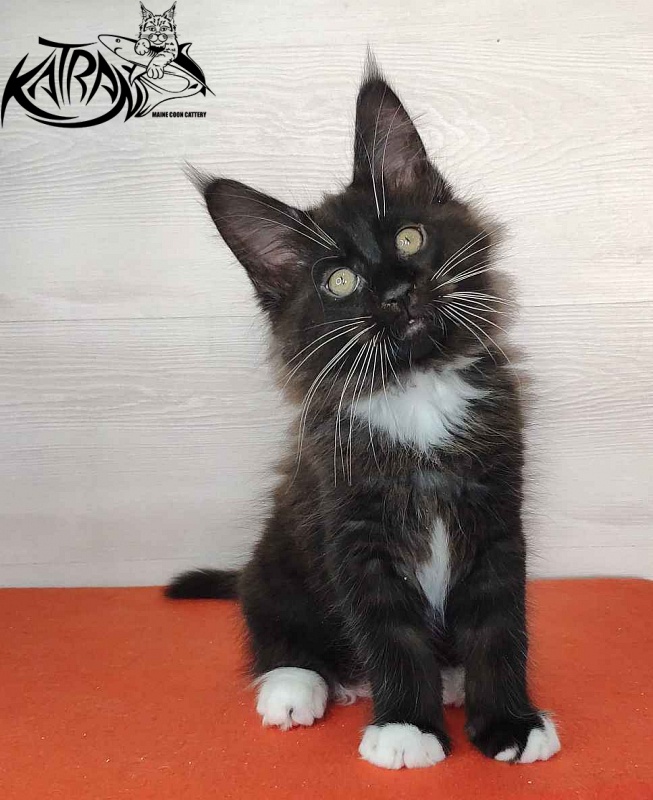 Katran Kilroy - Kitten maine-coon 2 months