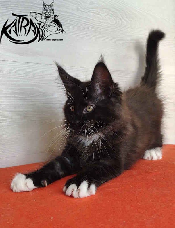 Katran Kilroy - Kitten maine-coon 2 months