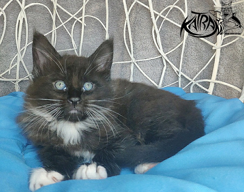 Katran Kilroy - Kitten maine-coon 1 month 1.5 week