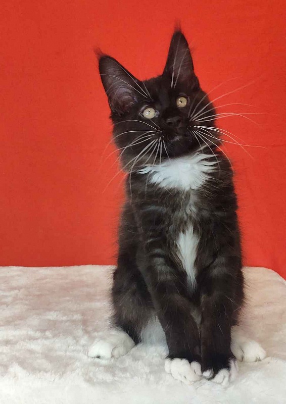 Katran Kilroy - Kitten maine-coon 3 months