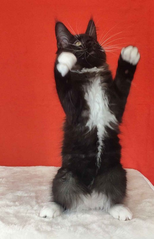 Katran Kilroy - Kitten maine-coon 3 months