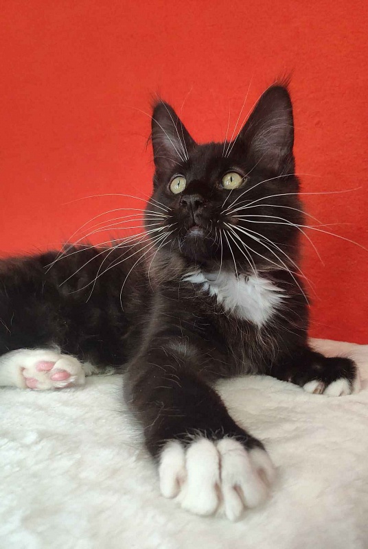 Katran Kilroy - Kitten maine-coon 3 months