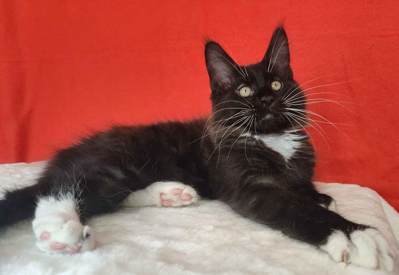 Katran Kilroy - Kitten maine-coon 3 months
