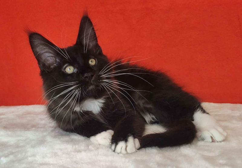 Katran Kilroy - Kitten maine-coon 3 months
