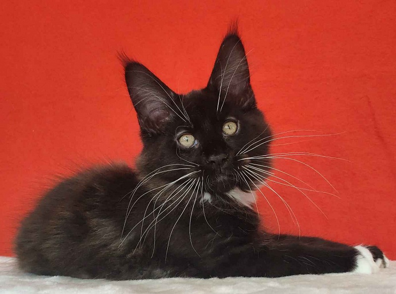 Katran Kilroy - Kitten maine-coon 3 months