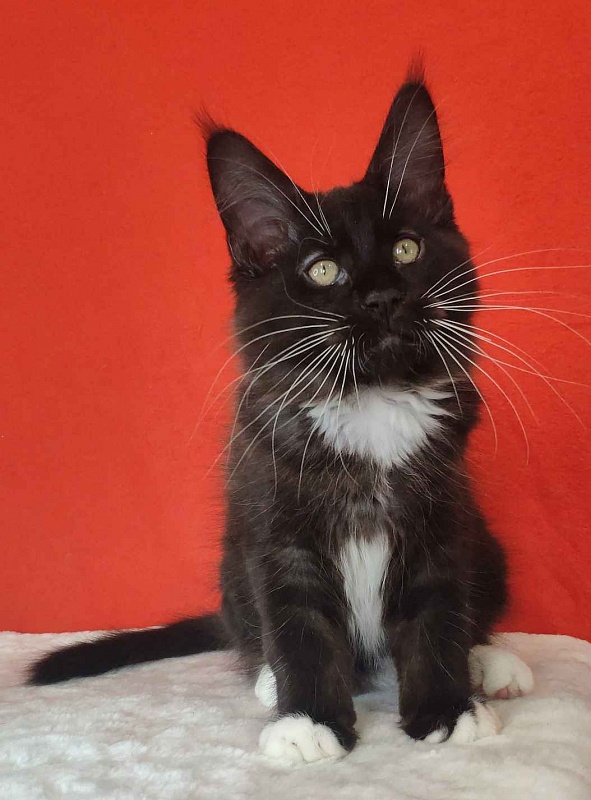 Katran Kilroy - Kitten maine-coon 3 months