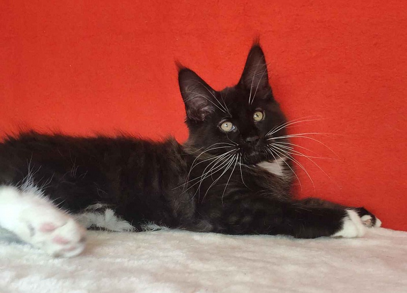Katran Kilroy - Kitten maine-coon 3 months