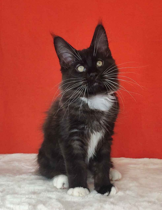 Katran Kilroy - Kitten maine-coon 3 months