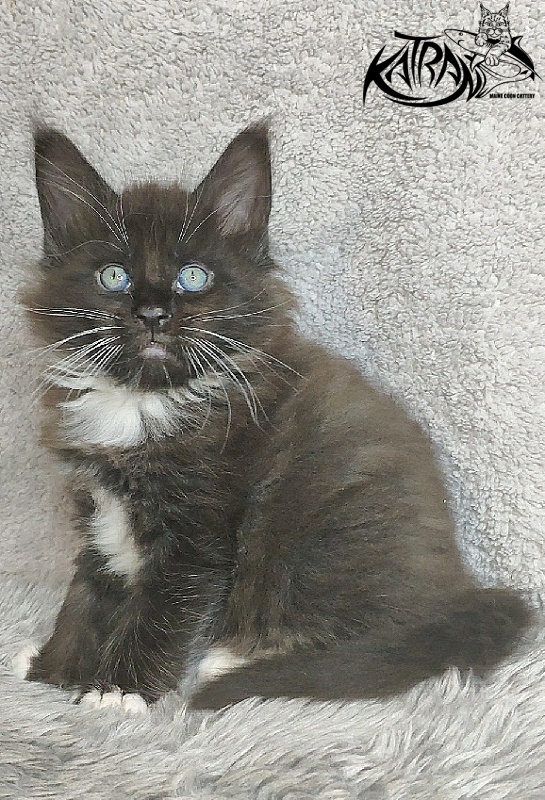 Katran Kilroy - Kitten maine-coon 1 month 1.5 week