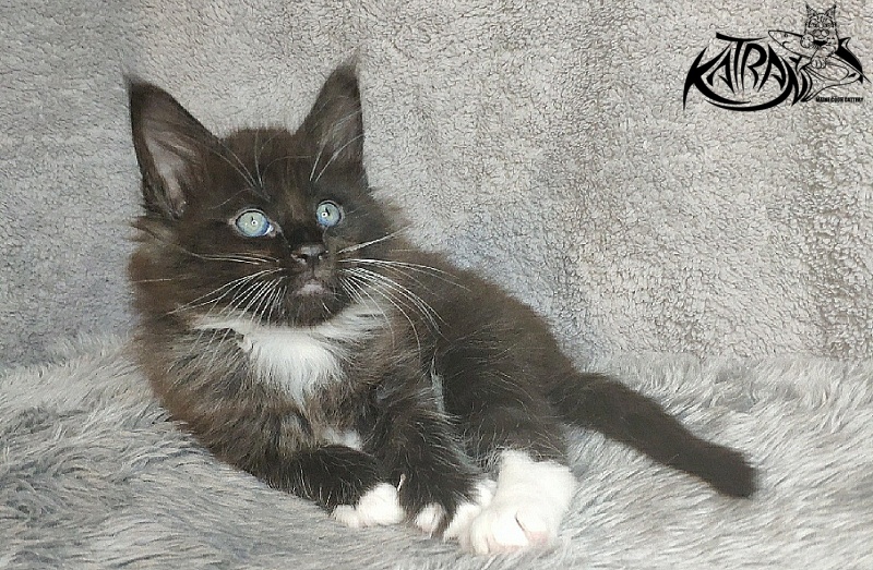 Katran Kilroy - Kitten maine-coon 1 month 1.5 week