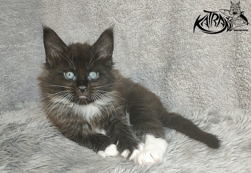 Katran Kilroy - Kitten maine-coon 1 month 1.5 week
