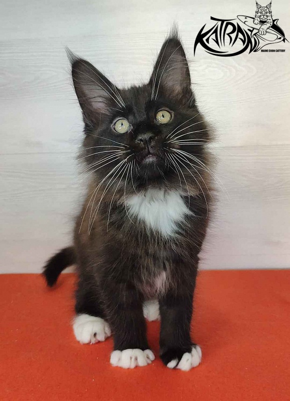 Katran Kilroy - Kitten maine-coon 2 months