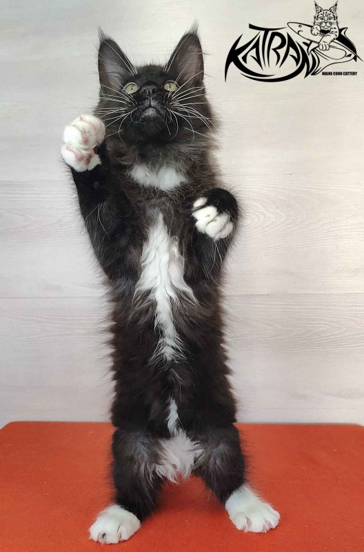 Katran Kilroy - Kitten maine-coon 2 months