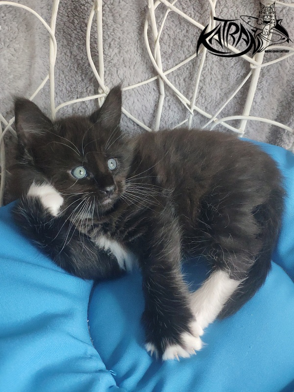 Katran Kilroy - Kitten maine-coon 1 month 1.5 week