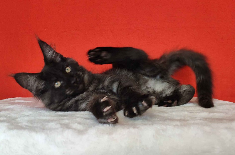 Katran Kolt - Kitten maine-coon 3 months