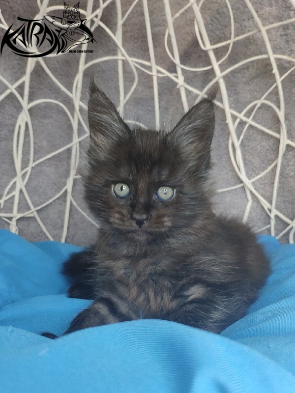 Katran Kolt - Kitten maine-coon 1 month 1.5 week
