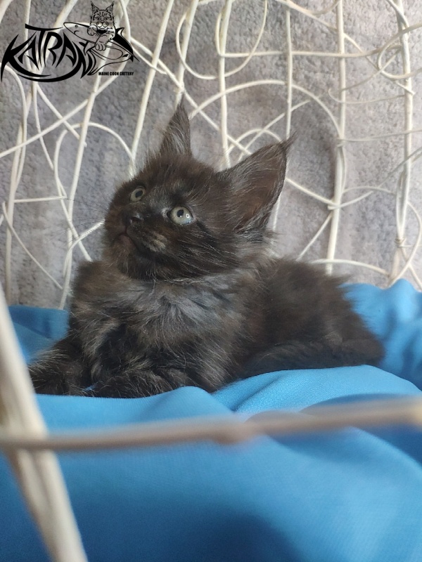 Katran Kolt - Kitten maine-coon 1 month 1.5 week