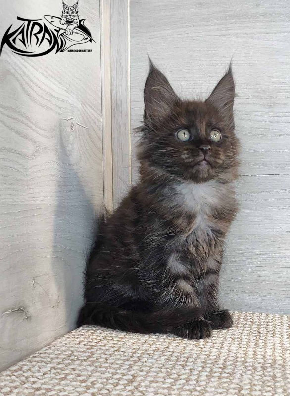 Katran Kolt - Kitten maine-coon 1 month 2.5 weeks