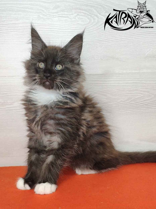 Katran Karat - Kitten maine-coon 2 months
