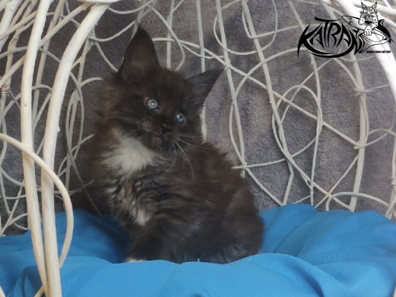 Katran Karat - Kitten maine-coon 1 month 1.5 week