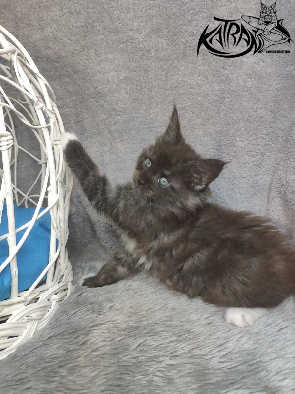 Katran Karat - Kitten maine-coon 1 month 1.5 week