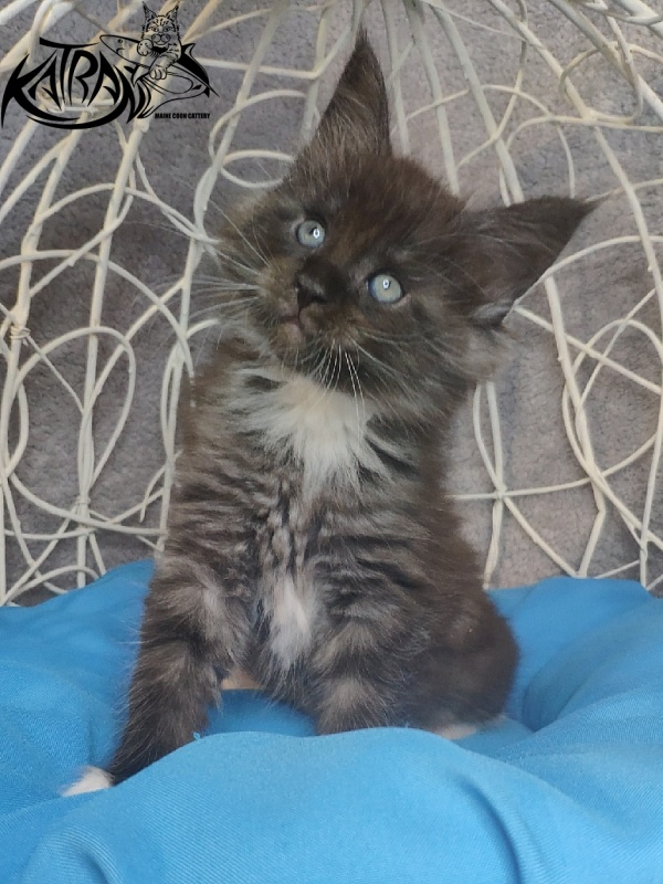 Katran Karat - Kitten maine-coon 1 month 1.5 week