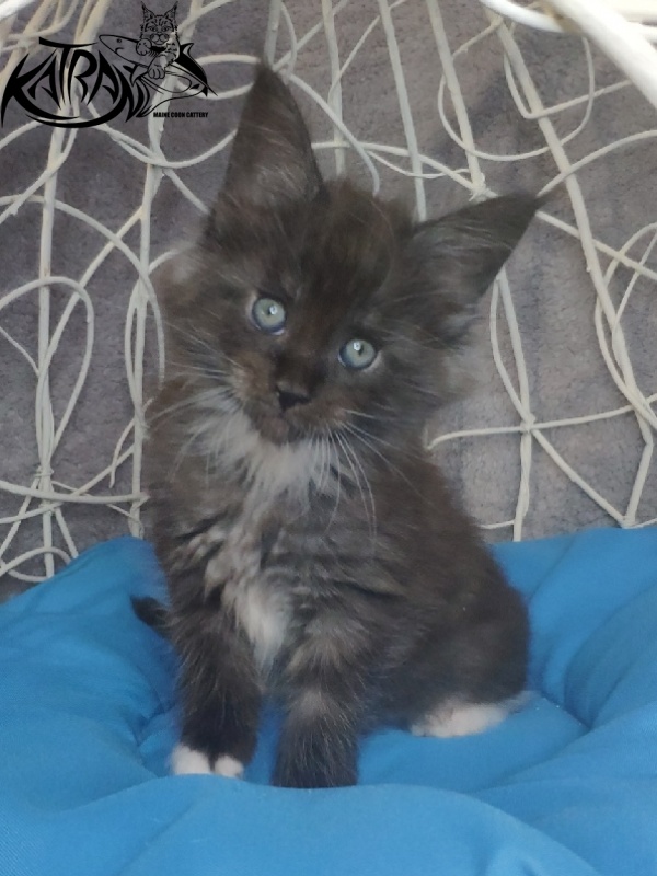 Katran Karat - Kitten maine-coon 1 month 1.5 week