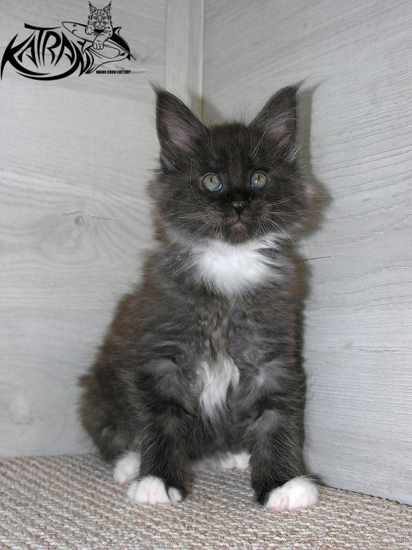 Katran Karat - Kitten maine-coon 1 month 2.5 weeks