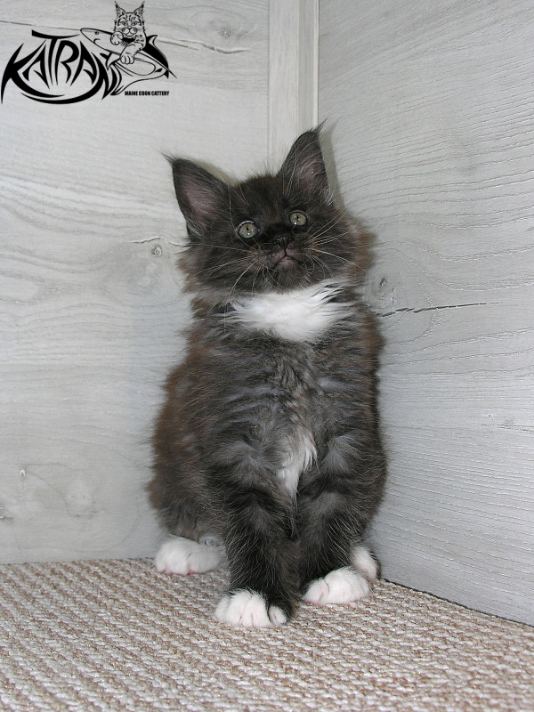 Katran Karat - Kitten maine-coon 1 month 2.5 weeks