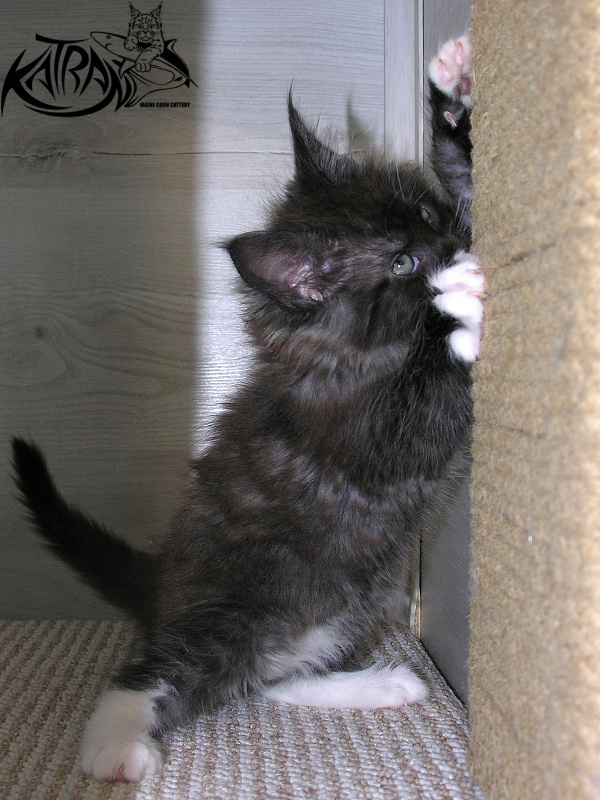 Katran Karat - Kitten maine-coon 1 month 2.5 weeks