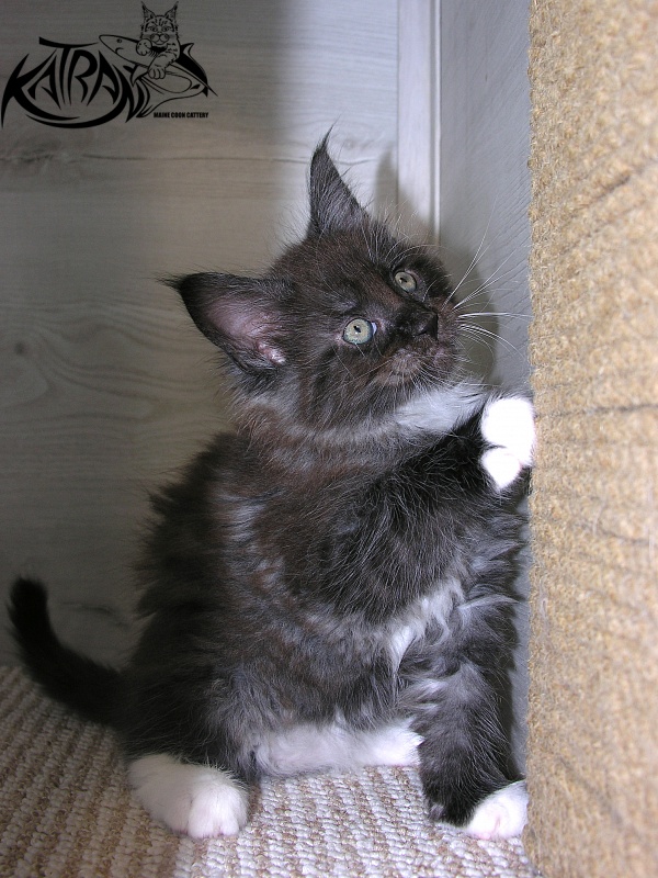 Katran Karat - Kitten maine-coon 1 month 2.5 weeks