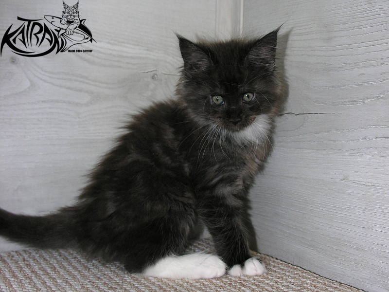 Katran Karat - Kitten maine-coon 1 month 2.5 weeks