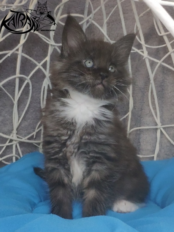 Katran Karat - Kitten maine-coon 1 month 1.5 week