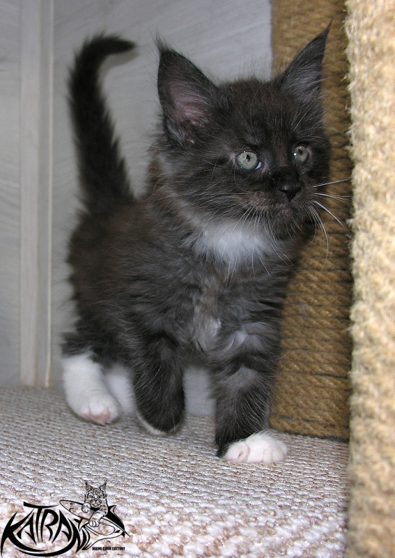 Katran Karat - Kitten maine-coon 1 month 2.5 weeks